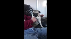 You stop, when I say stop - Needy pug wants to be cuddled