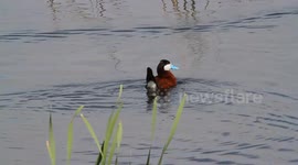 Male Ruddy Duck Dispalying