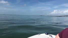 Dolphins swimming near boat in Gulf of Mexico