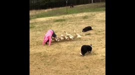 Homemade circus? Dogs teach flock of ducks how to perform tricks