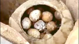 Archaeologists find a jar of eggs in ancient tomb in China's Jiangsu