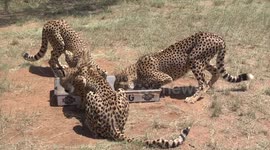 Extremely close footage of three captive male cheetahs feeding
