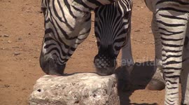 Mean Zebras displace desperate Wildebeest from a salt lick