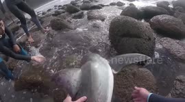 South African surfers rescue baby great white shark