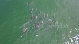 Massive pod of dolphins playing around in the water