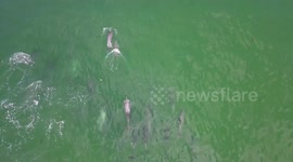 Massive pod of dolphins swimming through water and jumping out
