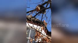 Squirrel 'screams in ecstasy' when eating waffle up a London tree