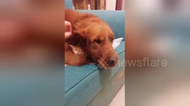 Owner finds 'missing kitten' under golden retriever's big ear