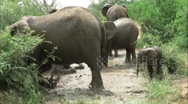 Baby elephant repeatedly gets splashed with mud by its mother