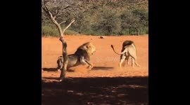 Lion brothers engage in vicious struggle over female