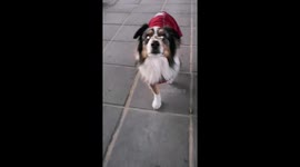The Professional Spinner Dog
