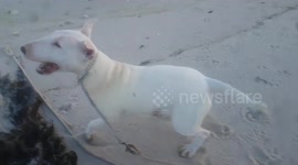 Bo Beach Jumping Bull Terrier