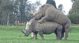 Mating rhinos shock visitors at UK wildlife park