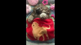 Mishkachow snoring in her cute little bed