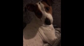 Dog sad he can't grab football off TV but remembers he already has ball