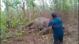 Elephant death due to 11KV High tension electric line in  SIMILIPAL NATIONAL PARK.