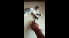 Naughty kitten won't let his owner use the phone
