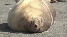 A subadult male Elephant Seal dozing on the beach