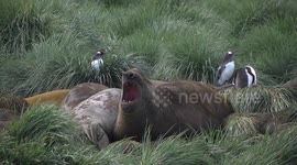 A Subadult male Elephant Seal huddling, gurgling and stretching his tail flippers