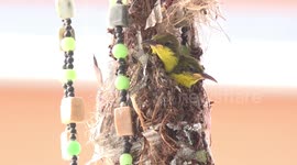 Mum checks the wings and feathers of one of her babies, this is his first time outside the nest, she also collects the waste and takes it away.