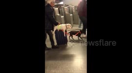 Lazy dog hitches ride on owner's suitcase while going through Paris subway