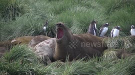Huddling Elephant Seals - one scratching an itch