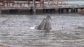 Subadult male Elephant Seal subadult males play-fighting in the sea at Grytviken