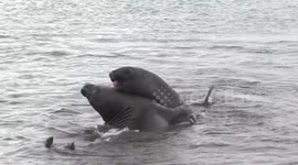 Subadult male Elephant Seal subadult males play-fighting in the sea at Grytviken – closer view