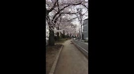 Cherry blossoms in bloom in Tokyo