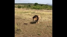 Update on Scarface (aka Scar) the Lion King from the Masai Mara
