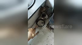 'Boxing' cat slaps cheeky dog trying to steal its food