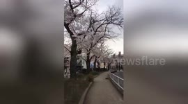 Pretty in pink: Time-lapse of Tokyo cherry blossoms in full bloom