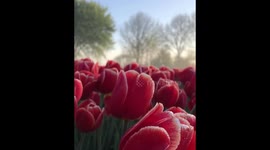 Holland 'Tulip Heaven'