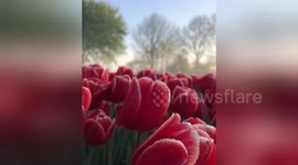 'Tulip Heaven' at local flower patch in Holland