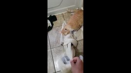 Cat is a Towel Thief