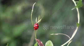 A beautiful large ladybird on vegetation at the edge of the jungle.