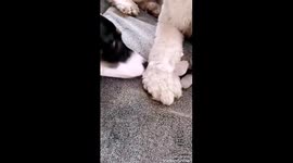 Dog gets help from puppy little sister for snowballs stuck on his legs