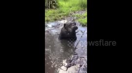 Bulldog turns into hippo after impromptu visit to mud ‘spa’