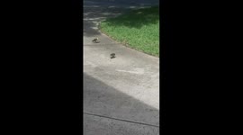 Cute ducklings chase laser