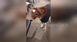 Therapy calf at New York farm shows love for his feeding wheelbarrow