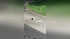 Newsflare Edit - Cute ducklings chase laser