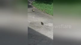 Cutest ducklings obsess over a laser dot on pavement in Houston TX