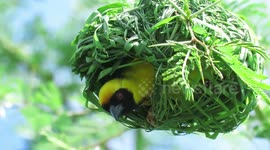 Male weaver bird shows incredible craftsmanship while constructing a new nest