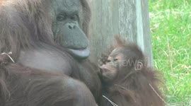 Happy UK Mother's Day! Here's to the mums of the animal world