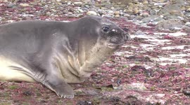 A wary weaner Elephant Seal moving like a big caterpillar to the sea