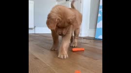 Who needs toys? Puppy hilariously plays with carrots