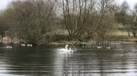 Swans mating