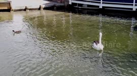 Pelican Fishing
