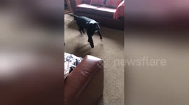 Newsflare Edit - This is a 20 minute thing every day apparently. Grandad and Lola. #staffiesaturday https://t.co/5jnbKgVlYa