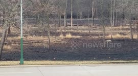 Coyotes in Norridge, IL